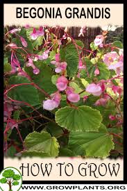 Image result for Rungia grandis