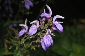 Image result for Brillantaisia owariensis