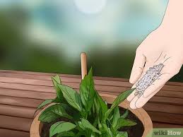 See full list on gardeningknowhow.com How To Grow Dahlias In Pots With Pictures Wikihow