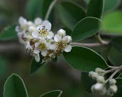 Image result for Cotoneaster pannosus