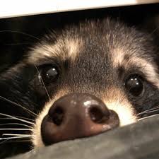 Please Feed Me Cute Animals Raccoon Funny Pet Raccoon