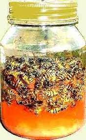 Wasps are pretty far down on the list. Diy Wasp Trap From A Screw Top Jar Wasp Traps Wasp Trap Diy Bee Traps