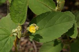 Image result for Malvaceae: Byttnerioideae, Helicteroideae