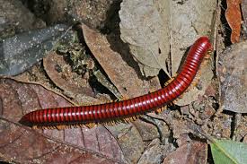 Check spelling or type a new query. Millipede Wikiwand
