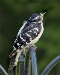 The hairy prefers towering trees and deeper woods, while the downy will settle for baby birches and cattails. Juvenile Downy Woodpecker Female Feederwatch