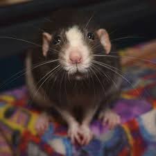 Pin By Elle Henshaw On Animals 1 Rats You Must Love Ratties Cute Rats Pet Rats Animals Beautiful
