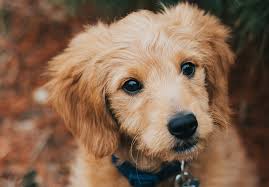 Sit Means Sit South Chicagoland 5 Tips For Training A Golden Retriever Puppy