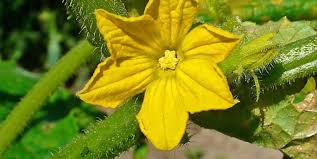 Image result for Cucumis