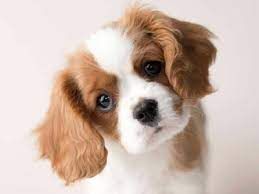 Check spelling or type a new query. Cavalier King Charles Spaniel Price Temperament Life Span