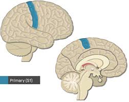 Neuralink And The Brain S Magical Future Wait But Why