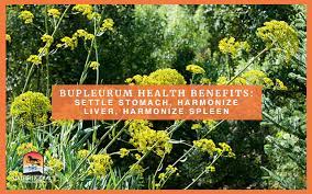 Bupleurum Health Benefits Helps Stomach Liver Spleen