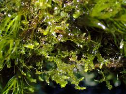 Image result for Leptonychia