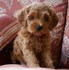 We produce australian labradoodle puppies …and not just any labradoodle, but one of the best! Puppy Pricing And More Valley Vineyard Labradoodles