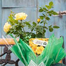 Other suggestions for 50th wedding anniversary ideas could include anything from an you probably should say it with 50th anniversary flowers, which would be violets or yellow roses. Golden Wedding Rose Bush Gift 50th Golden Wedding Gift