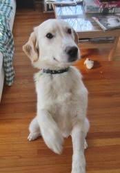 Great pyrenees lab mixes require about 60 to 90 minutes of exercise daily. 10 My Dog Great Pyrenees Lab Mix Ideas Great Pyrenees Lab Mix Pyrenees