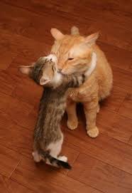 Pettoll Mooom Cute Cats Cat Lovers Cute Animals