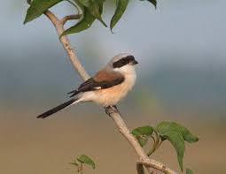 Pin By Mohit Sharma Trendster On Birds In 2020 Bay Vellore Nature