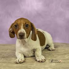 Find the perfect dachshund puppy for sale in alabama, al at puppyfind.com. Pet Of The Week Spotted Dachshund Puppy Is The Cutest Little Thing Wkrg News 5