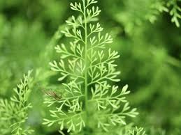 Image result for Asplenium mildbraedii