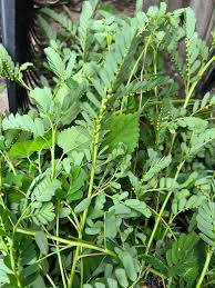Image result for Phyllanthus mendoncae