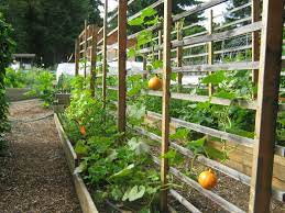 Vegetable Garden Trellis Vertical Vegetable Gardens Vertical Garden