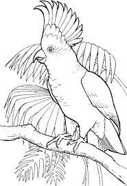 Check spelling or type a new query. 33 Gambar Burung Kakak Tua Kartun Berwarna Gambar Kartun Hd