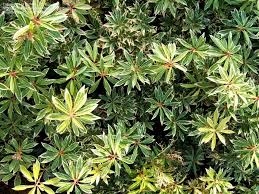 Plant database entry for hybrid andromeda (pieris 'flaming silver') with 15 images and 34 data details. Plantfiles Pictures Pieris Andromeda Japanese Pieris Lily Of The Valley Shrub Flaming Silver Pieris Japonica By Growin
