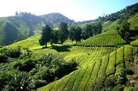 Kuala lumpur sentral kl to cameron highlands by train. Bus To Cameron Highlands Book Bus Ticket Online Busonlineticket Com