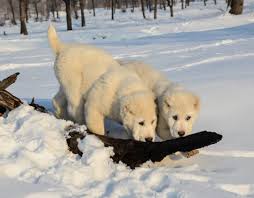Central Asia Shepherd Dogs Kangal Dog Anatolian Shepherd Dog Shepherd Dog