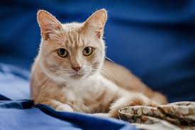 Bordetella bronchiseptica cats at risk. Cat Flu Symptoms Causes And Treatment Blue Cross