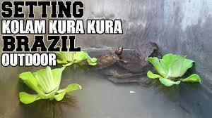 Setting Kolam Kura Kura Air Outdoor Kolam Kura Kura Brazil Youtube