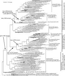 We did not find results for: Phylogenomic Analysis Of Type I Polyketide Synthase Genes In Pathogenic And Saprobic Ascomycetes Pnas