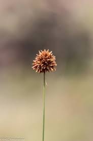 Image result for Bulbostylis scabricaulis