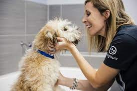 Bark avenue is the perfect win/win solution! Dog Grooming Spa Services Dogtopia Edmonton International Airport