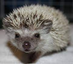 Baby Hedgehogs Aavailable For Sale Adoption From Cambridge Ontario Waterloo Adpost Com Classifieds Canada Baby Hedgehog Hedgehog For Sale Cambridge Ontario