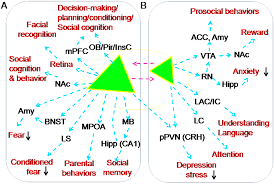 Neural Functions of Hypothalamic Oxytocin and its Regulation - Ping Wang,  Stephani C. Wang, Xiaoyu Liu, Shuwei Jia, Xiaoran Wang, Tong Li, Jiawei Yu,  Vladimir Parpura, Yu-Feng Wang, 2022