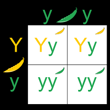 This genetic trait is an example of a completely dominant trait where an animal needs just one copy of the polled gene in order to show the polled. Punnett Squares Examples Diagrams Expii