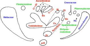 Image result for Ptaeroxylaceae