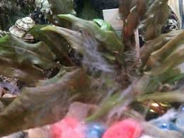 Black Furry Algae In Fish Tank I Have White Algae Growing In My Aquarium How Can I Get Rid Of It I Have My Aquarium Club