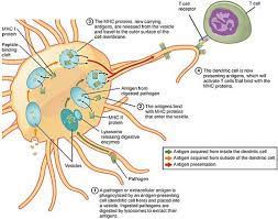 Dendritic Cells Definition Production Function And Immunology In 2021 Antigen Presenting Cell Immunology Physiology