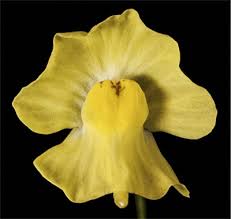 Image result for Utricularia gibba