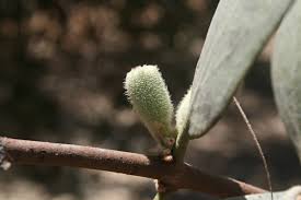 Image result for Vanwykia remota