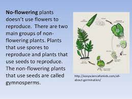 Divided by type of plant: All About Plants