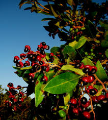 Image result for Apodytes dimidiata