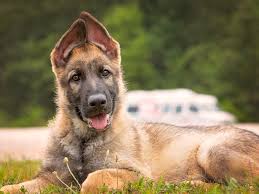 Maybe you would like to learn more about one of these? 84 Names For German Shepherds