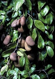 Image result for Manulea conferta