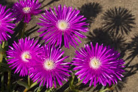 Image result for Lampranthus spp.