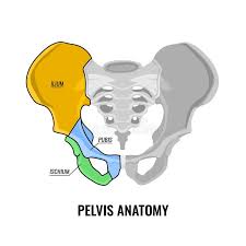 There are three bones of the pelvis: Pelvis Anatomy Scheme Stock Vector Illustration Of Biology 106191663
