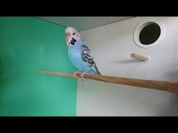 Muhabbet Kusum Ciftlesti Ne Zaman Yumurtlar Onemli Parakeet Bugderigars Youtube
