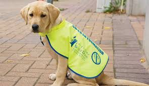 Famille d'accueil chien guide belgique. Scale Dogs Asbl Guide Des Dons Et Legs Belgique